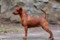 Stella Orientales Diva Divine