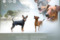 Male Puppy Kleiner Stern Vom Mockenhuebel