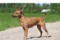 Logobon Brown Gruelle