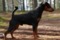 A'dreams Black Xiro