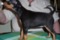 Exigor's Black Waria