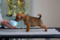 Forest Elite One Cuteness Obsession