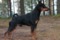 A'dreams Black Gaigo