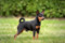 Niespodziewany Calus Lichnerowicz Kennel