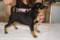 Shoo Beedoo Girly Giulietta