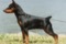A'dreams Black Doris