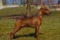 Ahilles Kronas Gold