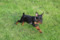 Regina's Minpin Olympia