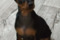 Dogomir Taus Flora Fay Winx