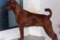 Regina's Minpin Amina