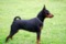 Regina's Minpin Akilah