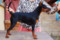 Alisha