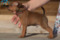 Happy Red Rat Killer Lichnerowicz Kennel
