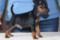 Elitstar Tsezar