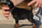 Happy-Go-Lucky Osa Lichnerowicz Kennel