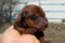 Stella Orientales S
