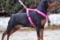 Praid Star Afina