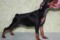 Helen's Magic Shanika Shanel