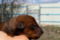 Stella Orientales S