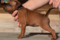 Happy Red Hermiona Lichnerowicz Kennel