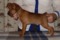 Hardy Hunter Barklay De Tolly