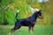 Mildstream Million Dollar Baby