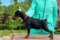 Bright Freedom Dream Blacky