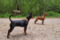 Regina's Minpin Nyala