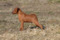 Schone Hund Parker