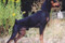 Laragris Bartly