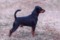 Aryatan's Black Norbert