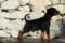 Hachiko Estrella De Artaban