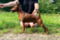 Alkahest Kupidon