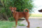 Ulisse
