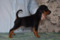 Baltic Bright Star Dorian Grey