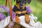 Noble Knight Maylo