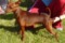 Daj-Dom Dogs Team Butterfly