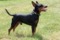 Toby De Yago Saint Honore