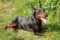 Gordaya Stat Viscount
