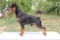 Helen Hors Teddi Star