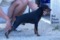 Pachy De Yago Saint Honore