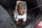 Exellent Lion Klifford Smitt Boy