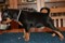 A'dreams Black Roanka