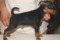 Fly Star Jiskar In Black