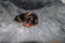 Persa Fury Dragonfly Fiery