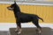 Heziblos Lady Daphne