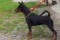 Sienna De Yago Saint Honore