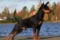 Aurra Sing Blackjack