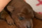 New Litter "r"