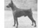Birling Bright Star